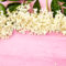 Flores de saúco: loción limpiadora a base de hierbas